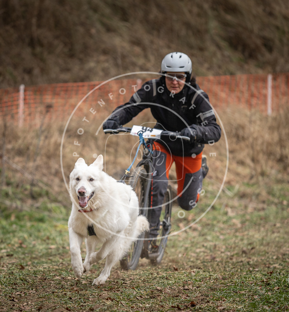 Pfotenfotografie_DV3A6883 | Hundefotografie, Tierfotograf, Pfotenfotografie, Fotoshooting Hund, Hunde Portrait, Hundesport, Hundeportraits, Heideshooting, Hunde, Sportfotograf, Hundefotograf, Turnierhundsport, THS,  - Realisiert mit Pictrs.com