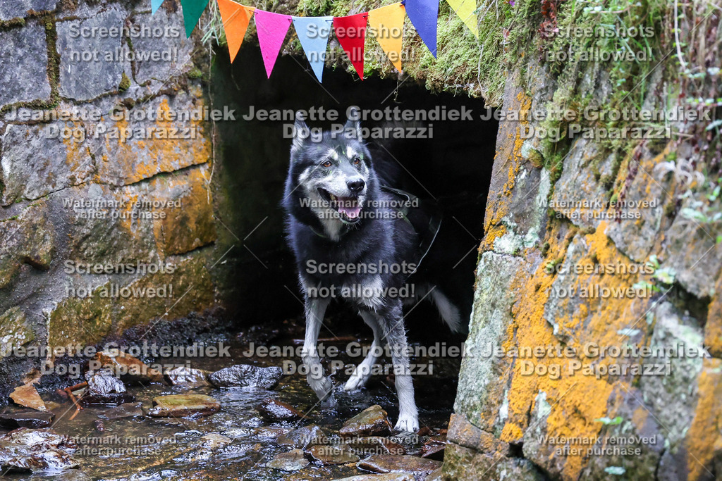 Dog Paparazzi -  TH 26-589 | Dog Paparazzi Jeanette Grottendiek Fotografie & Videografie - Realisiert mit Pictrs.com