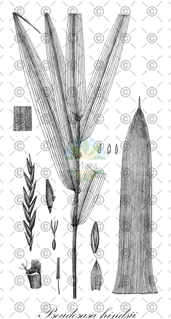 HistAbb_wfo-0001171240_1_ENZY_Simple | Historische Abbildung von Pseudosasa hindsii - Poaceae | Historical Illustration of Pseudosasa hindsii - Poaceae