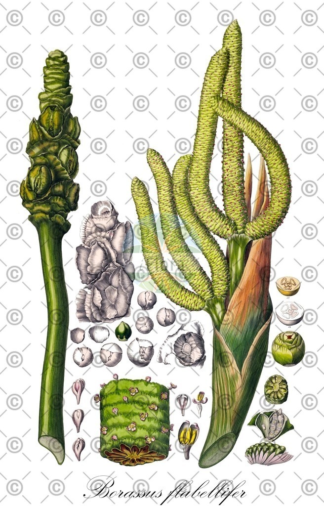 HistAbb_wfo-0000350367_3_ENZY_Simple | Historische Abbildung von Borassus flabellifer - Arecaceae | Historical Illustration of Borassus flabellifer - Arecaceae