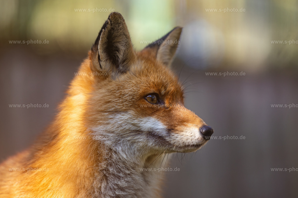 Rotfuchs | Portrait - Realisiert mit Pictrs.com