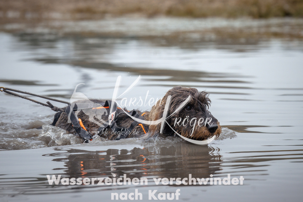 1025_ZZ99443 | kk-dogfotos