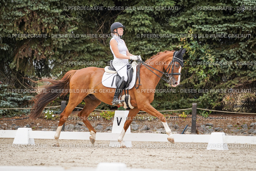 DSC08536 | Pferdegrafie