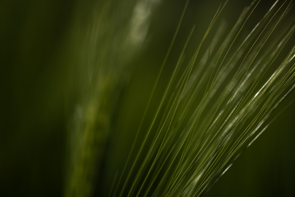 Gerste | Makroaufnahme mit Nikon ZF, AF-S Micro Nikkor 105mm f2.8