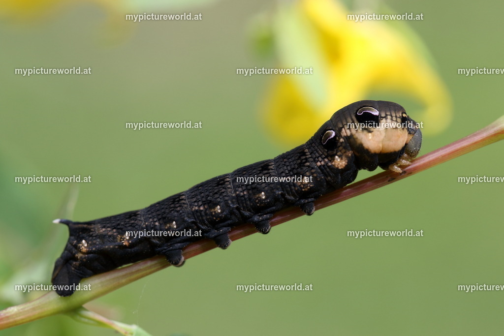 Deilephila elpenor-033 | Das Bilderarchiv über Tiere, Planzen und Landschaften. In der Bilddatenbank finden Sie ein große Auswahl an hochwertigen Bilder für Ihre Werbung - Realized with Pictrs.com