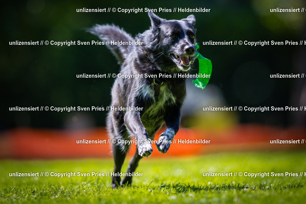 Sven Pries | 2025-08-10 - Hunderennen Durlach - Realisiert mit Pictrs.com