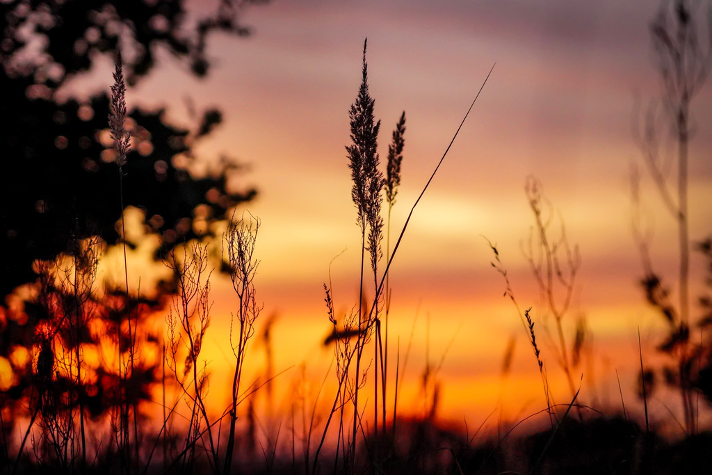 Gräser beim Sonnenuntergang | Gräser beim Sonnenuntergang zur Goldenen Stunde - Realisiert mit Pictrs.com