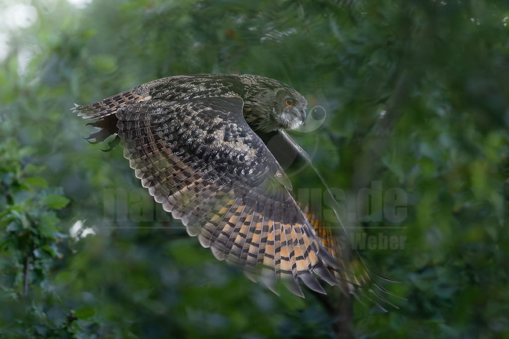 R46A6235_20250817 | Der Uhu (Bubo bubo) ist die größte Eulenart Europas, ein nachtaktiver Jäger mit charakteristischen Federohren und leuchtend orangeroten Augen. Er ist ein Standvogel, der in vielfältigen Landschaften, oft in Felsennähe, brütet und sich von Säugetieren, Vögeln und anderen Kleintieren ernährt. Der Uhu, dessen Name von seinem dumpfen Ruf stammt, ist nach einer Ausrottung im 20. Jahrhundert wieder erfolgreich in Deutschland etabliert worden.  - Realisiert mit Pictrs.com