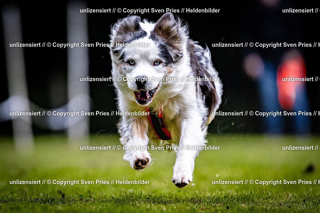 Sven Pries | 2025-10-03 - Hunderennen Obergrombach - Realisiert mit Pictrs.com