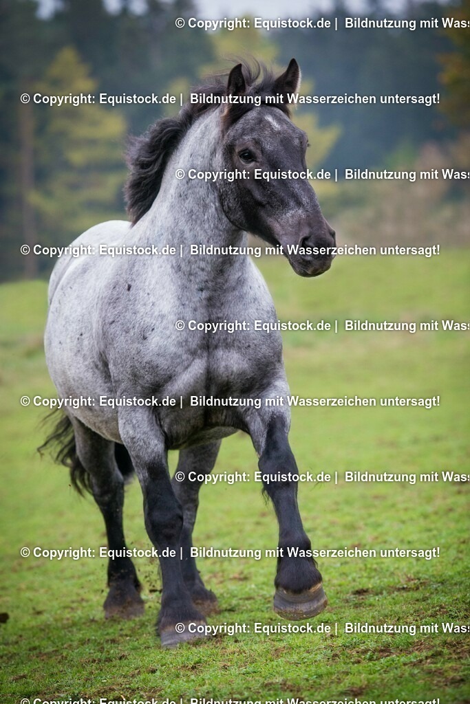 20151014_TOMsPiC_0303 | equistock