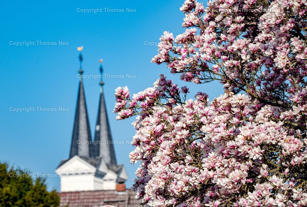 DSC_2932 | bbe, Magnolienblüte, so früh wie selten stehen die Magnolienblüten an der Bergstraße bereits Ende März in voller Blüte und die ersten Blütenblätter fallen schon zu Boden, hier ein wunderschöners Exemplar in Schwanheim, im Hintergrund die beiden Türme der Schwanheimer Kirche,  ,, Bild: Thomas Neu