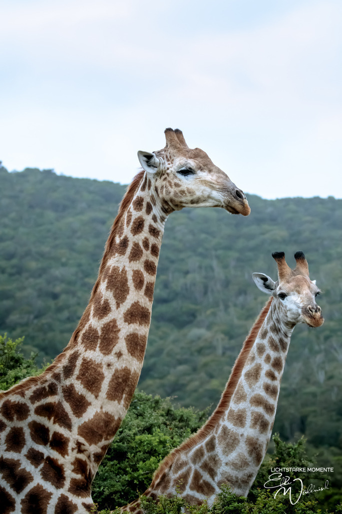 20231010-054356 SOUTHAFRIKA_-1 | Herzlich willkommen auf meiner Seite! Ich bin Elke Wallnisch, Deine Fotografin für lichtstarke Momente. Der Name steht für alles, was mich mit der Fotografie verbindet: Das Licht und seine machtvolle Wirkung auf eine Situation oder unsere Stimmung - Realisiert mit Pictrs.com