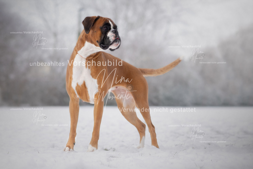 _16A3162-1-O | Einzigartige Fotos von Hunden & Menschen –Actionfotos, Portraits, Vereinsaufnahmen & Paarshootings – authentisch, lebendig & mit Herz.