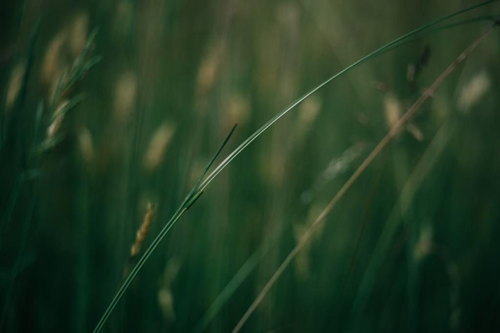 Gräser | Simone Sonderegger Photography