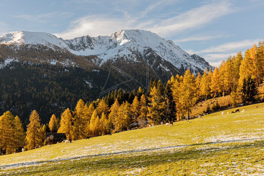 Lärchengold Lungau | Ihre Fotografin im Lungau, ihre Fotografin im Mostviertel, Wandbilder Onlineshop, Imagefotos für Ihr Unternehmen,  - Realisiert mit Pictrs.com
