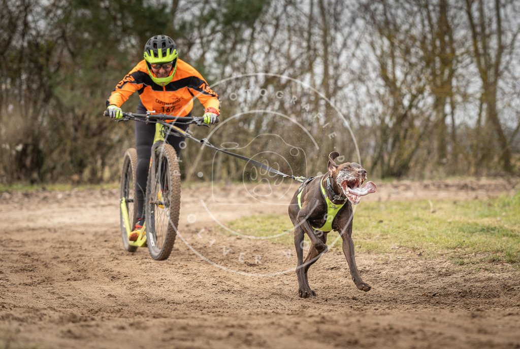 Pfotenfotografie_DV3A9573 | Hundefotografie, Tierfotograf, Pfotenfotografie, Fotoshooting Hund, Hunde Portrait, Hundesport, Hundeportraits, Heideshooting, Hunde, Sportfotograf, Hundefotograf, Turnierhundsport, THS,  - Realisiert mit Pictrs.com