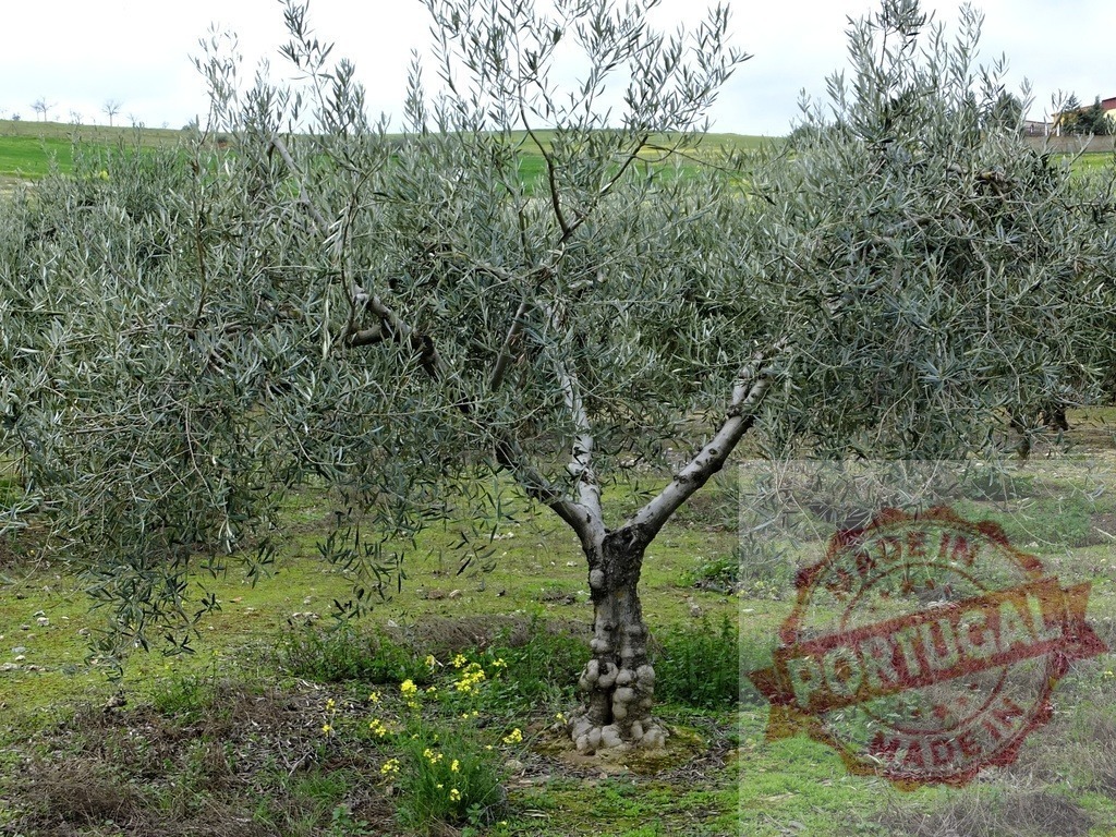 Olive tree growing in a plantation showing agriculture and nature | Olive tree standing in a green field with other olive trees in the background - Realized with Pictrs.com