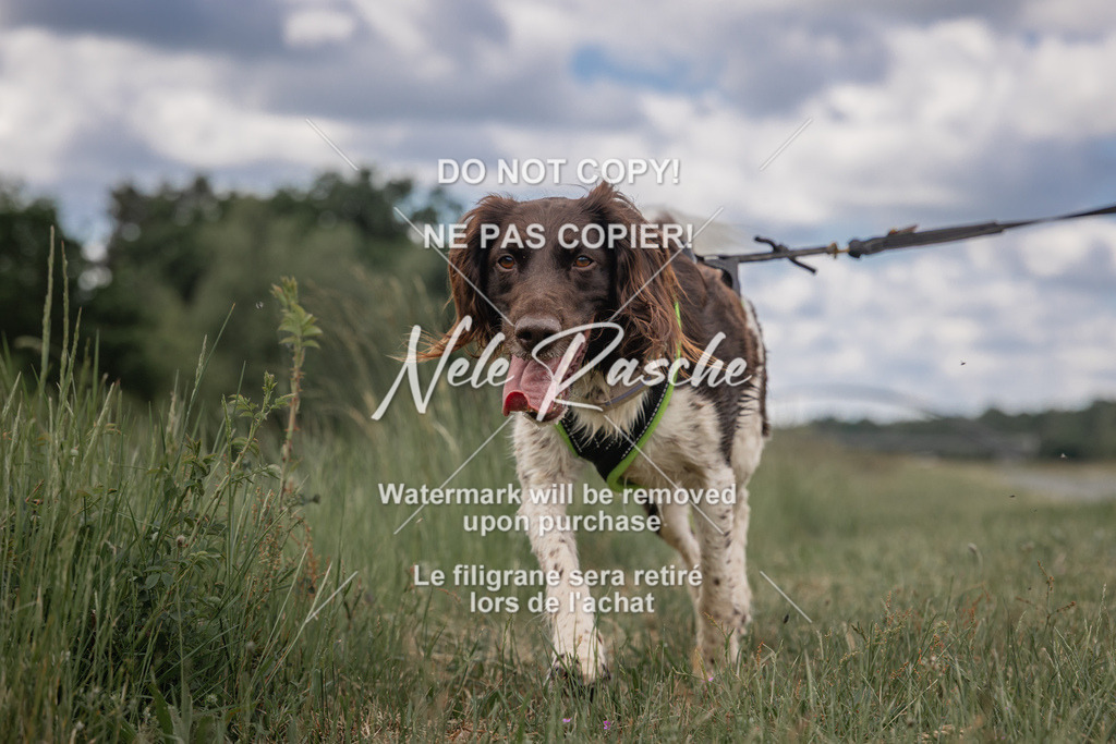 nelerasche_BuHu2026_SaCC1100-1200_69 | nelerasche