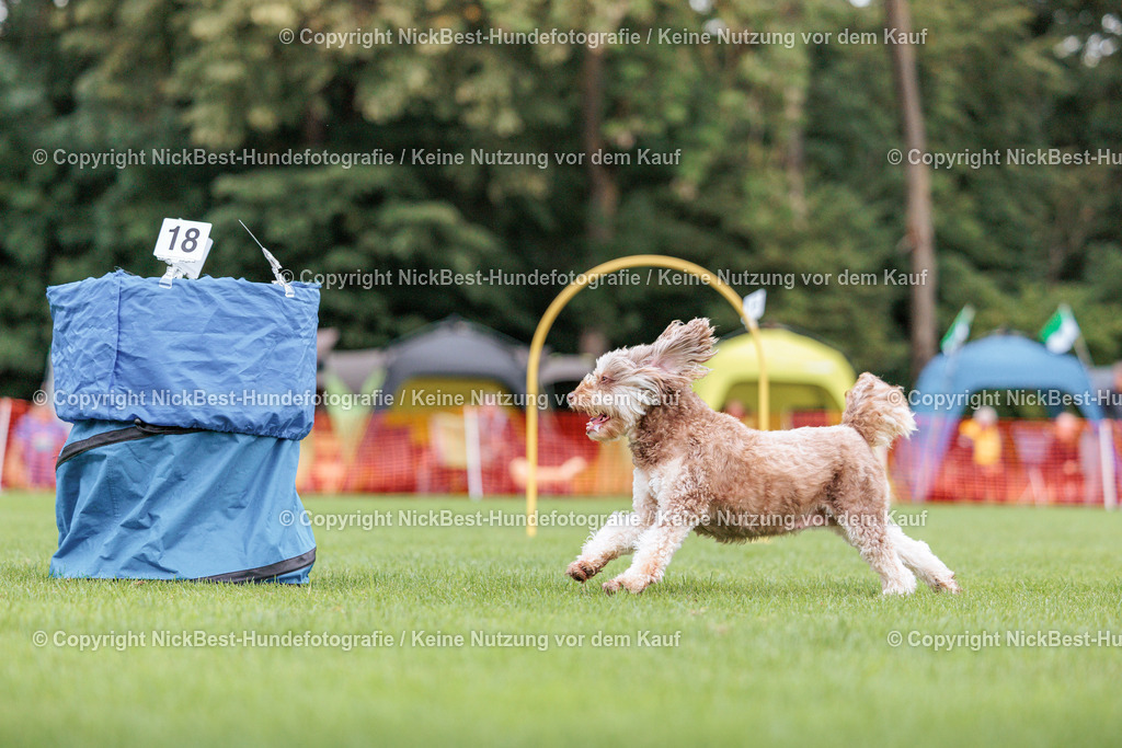 BSP Hoopers-H2 Tag2-2026-Nickbest-Hundefotografie-TuS Komet Arsten e.V.-7714 | Dein Hund! Dein Moment! Deine Erinnerungen! Hundefotografie in Bremen Blumenthal. Ich fange die besonderen Momente deines Vierbeiners ein – ob Indoor mit Blitzanlage oder in der freien Natur. Sicher dir dein Moment und dein Termin für eure Erinnerungen.