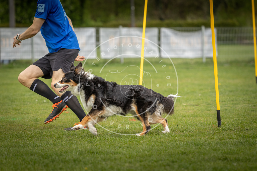 Pfotenfotografie_DV3A0199 | Hundefotografie, Tierfotograf, Pfotenfotografie, Fotoshooting Hund, Hunde Portrait, Hundesport, Hundeportraits, Heideshooting, Hunde, Sportfotograf, Hundefotograf, Turnierhundsport, THS,  - Realisiert mit Pictrs.com