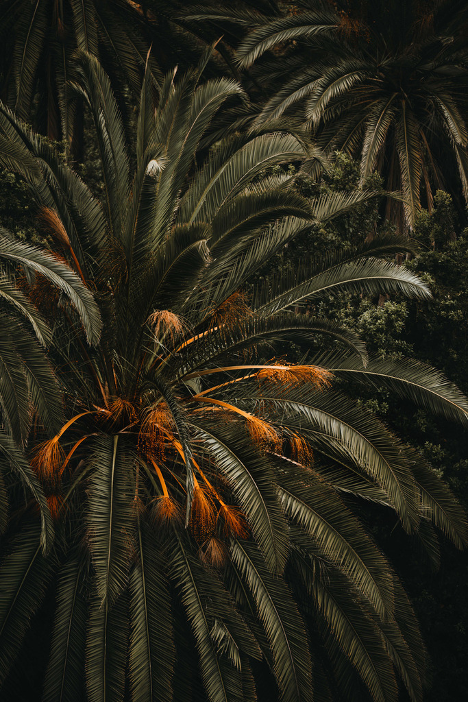 Teneriffa_by Leevke Draack_52 | Du suchst natürliche und atmosphärische Prints oder Leinwanddrucke? In diesem Shop gibt es alles, nur kein Mainstream. - Realisiert mit Pictrs.com