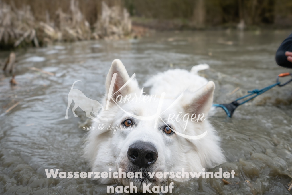 1442_ZZ90371 | kk-dogfotos