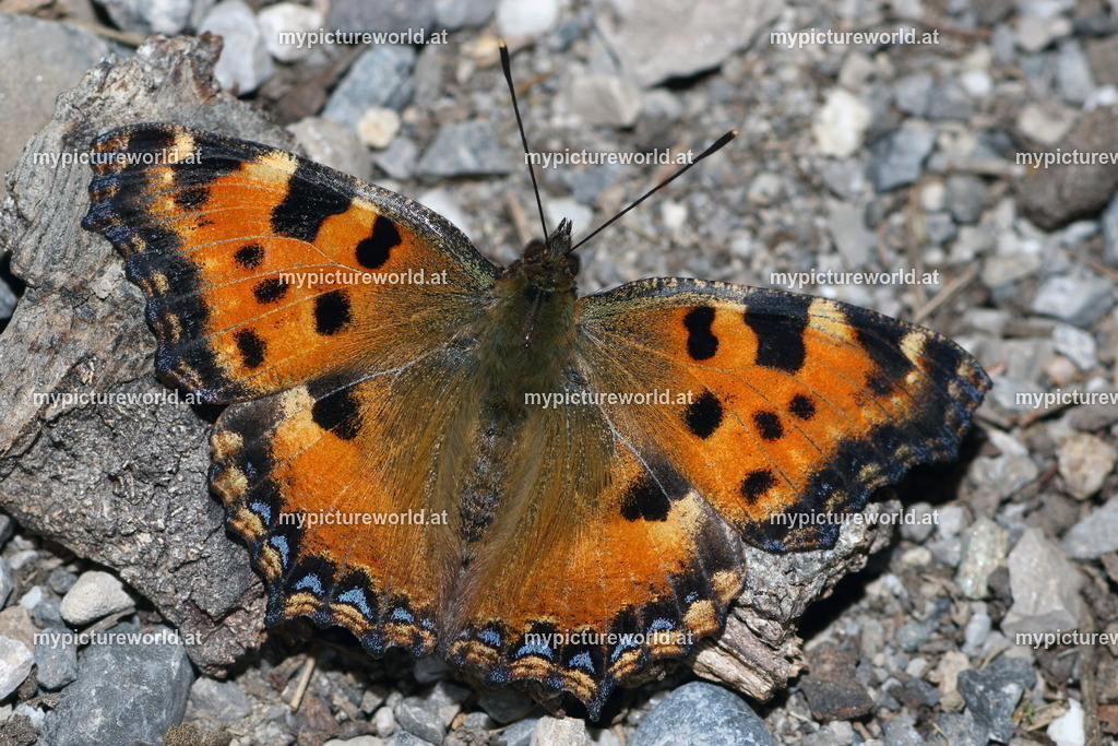 Nymphalis polychloros-004 | Das Bilderarchiv über Tiere, Planzen und Landschaften. In der Bilddatenbank finden Sie ein große Auswahl an hochwertigen Bilder für Ihre Werbung - Realisiert mit Pictrs.com