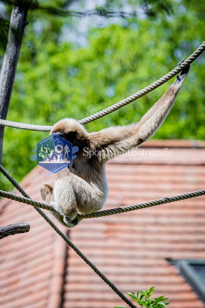 IMG_6661 | SportEventFotografie - Roman Stoiber