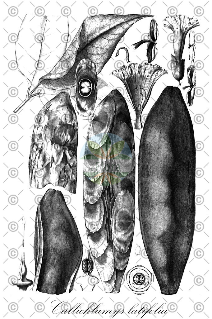 HistAbb_wfo-0001186719_1_ENZY_Simple | Historische Abbildung von Callichlamys latifolia - Bignoniaceae | Historical Illustration of Callichlamys latifolia - Bignoniaceae