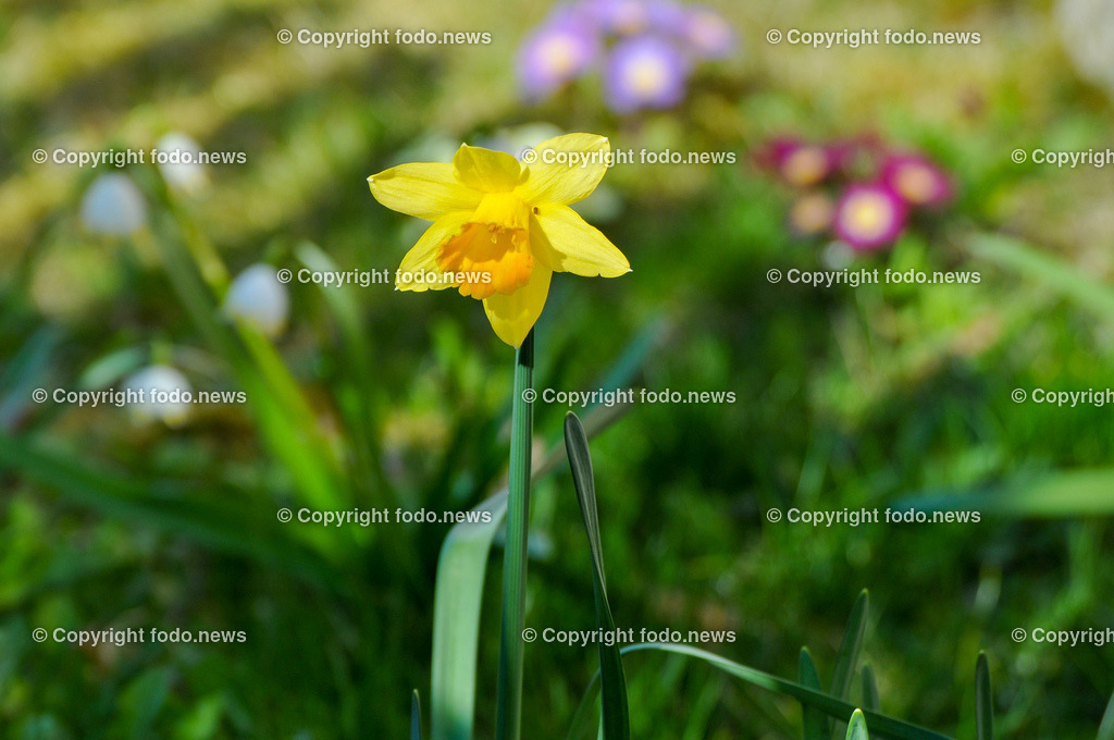Frühling_ Blumen_ Frühlingsboten_ 28.03.2022-11 | 28.03.2022, Linz, AUT, Fruehling, Blumen, Fruehlingsboten, im Bild Narzissen