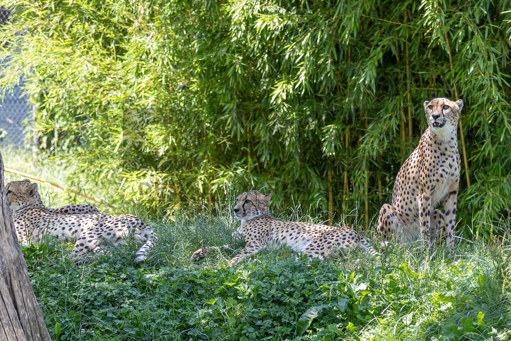 Gepard in Bewegung | Ein Gepard durchstreift das hohe Gras. Kraft, Eleganz und Geschwindigkeit vereinen sich in diesem Moment der Wildtierfotografie. - Realisiert mit Pictrs.com