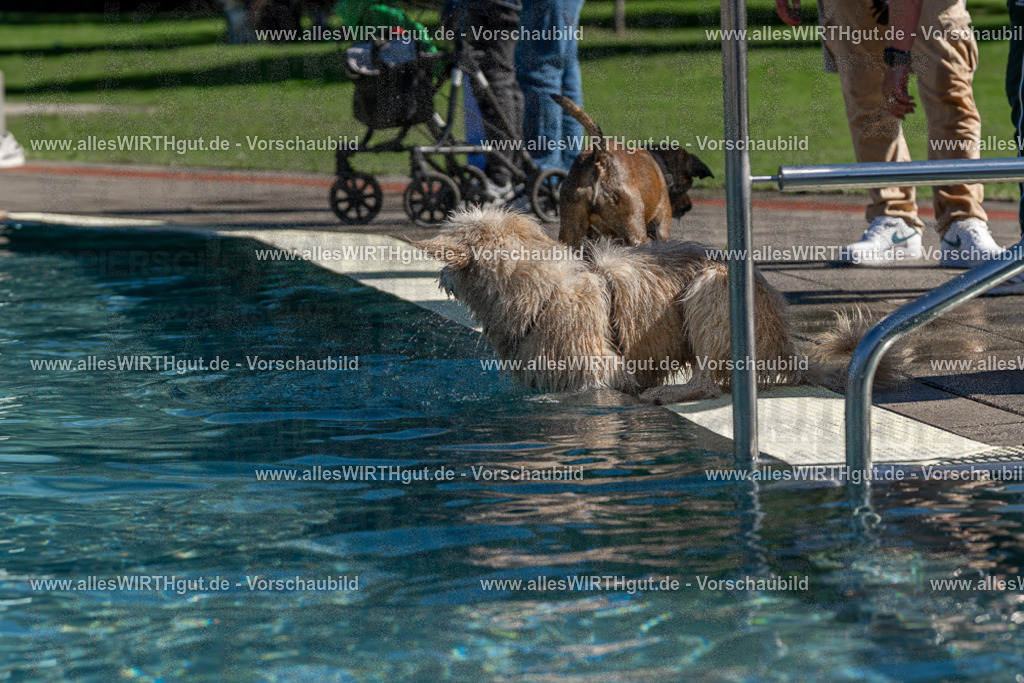 Hundeschwimmen_Volksbad_2026-allesWIRTHgut_Tierfotografie-2609061149-FAY06322 | Professionelle Tierfotografie in Mönchengladbach von Daniel Wirth (allesWIRTHgut). Liebevolle & natürliche Bilder von Hunden & Katzen für unvergessliche Erinnerungen.