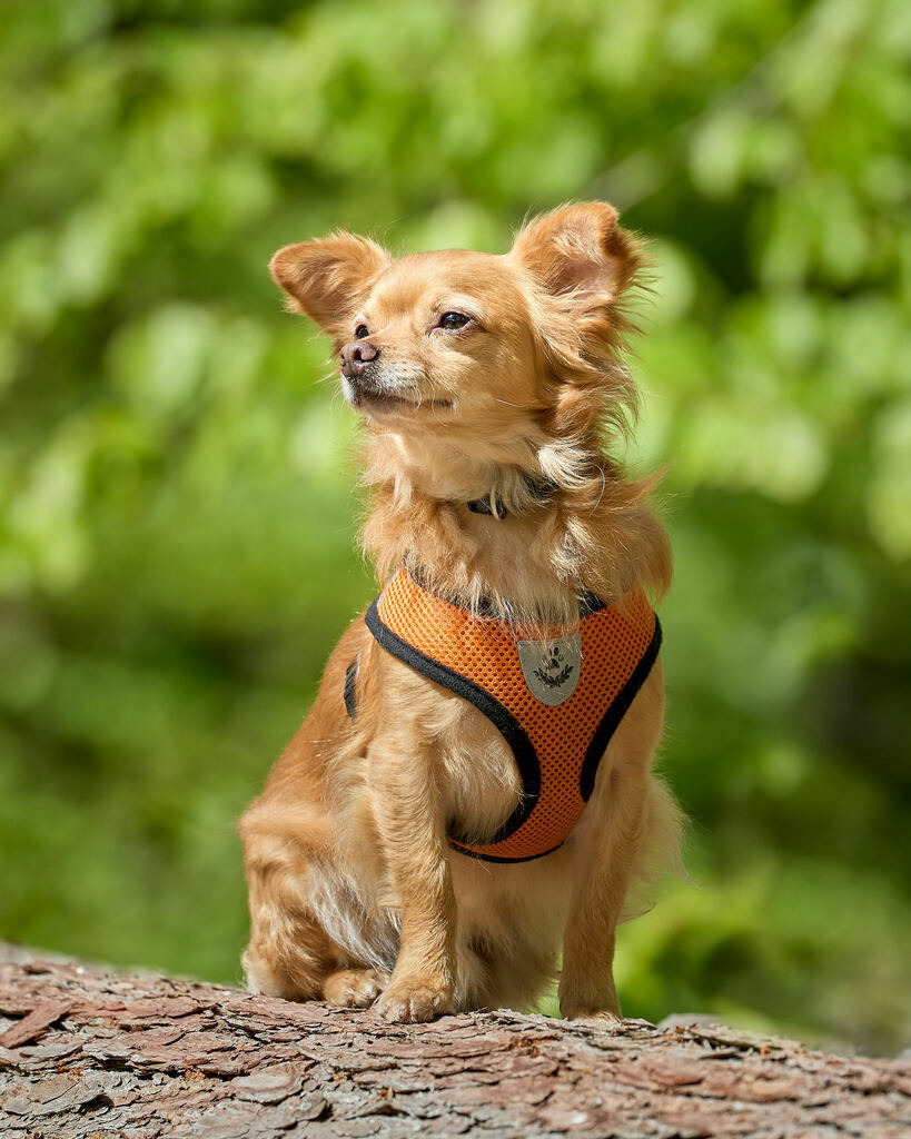 2021_05_23 Henry Spaziergang 003 | Peter Fridle Fotografie - Realisiert mit Pictrs.com