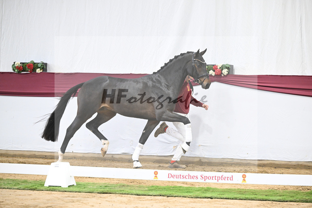 Kat-Nr. 14 Feliciano x Quaterback_Martina Breitner-Roetzer_47250257 | hf-fotografie - Realisiert mit Pictrs.com