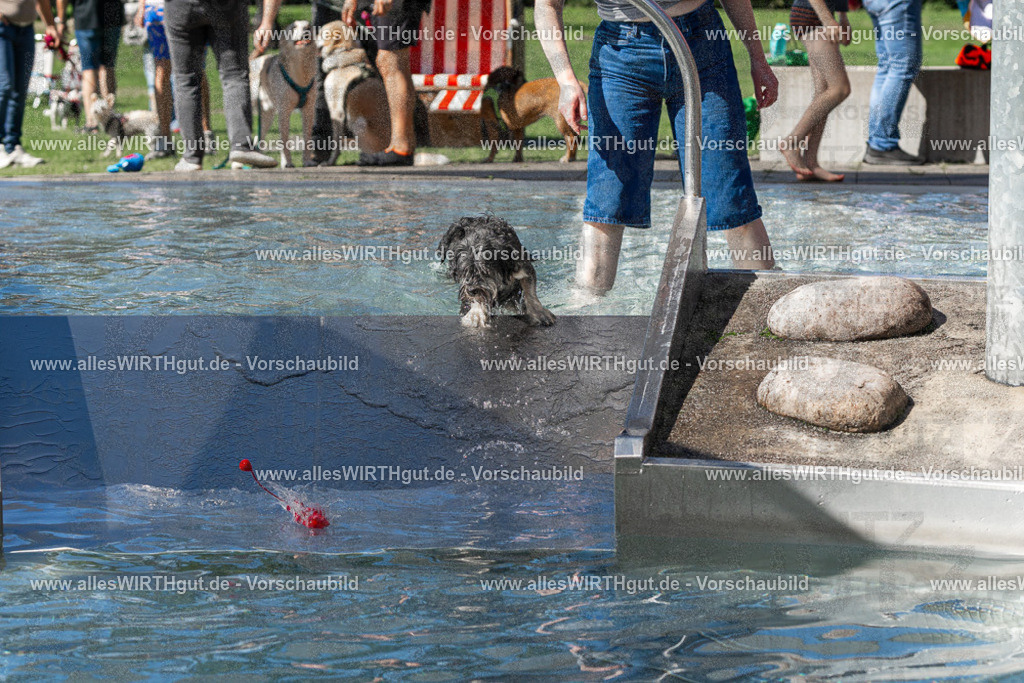 Hundeschwimmen_Volksbad_2026-allesWIRTHgut_Tierfotografie-2609061254-FAY06612 | Professionelle Tierfotografie in Mönchengladbach von Daniel Wirth (allesWIRTHgut). Liebevolle & natürliche Bilder von Hunden & Katzen für unvergessliche Erinnerungen.