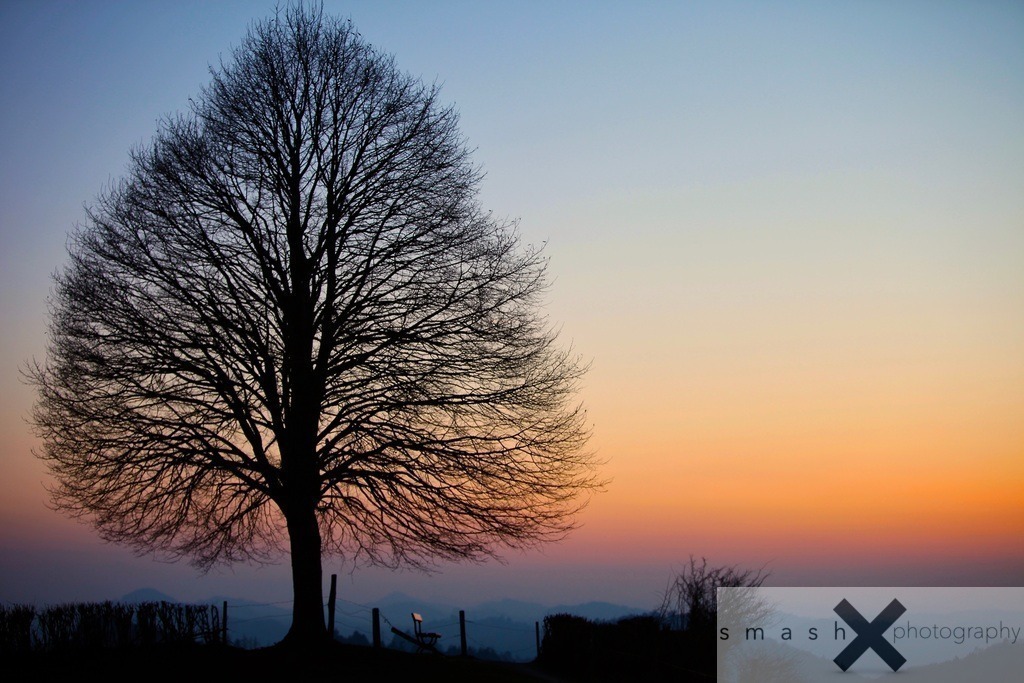 Sunset-Tree 03 | St.Gallen (Switzerland/Schweiz)