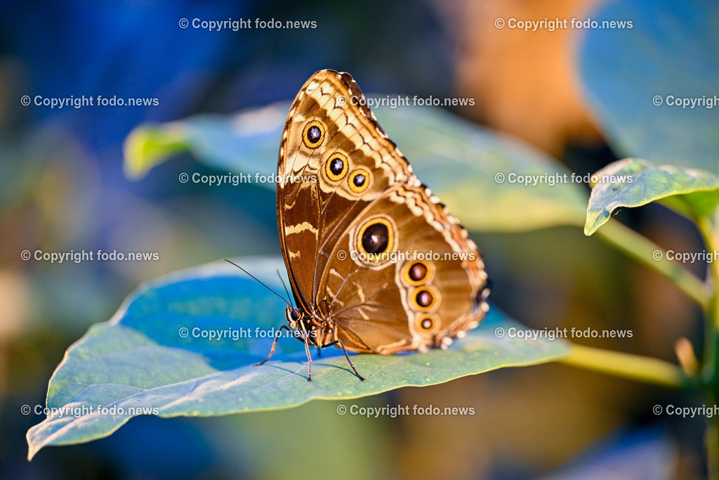 Botanischer Garten Linz_ Schmetterlinge_ 21.01.2025-5 | 21.01.2025, Botanischer Garten Linz, AUT, Schmetterlinge, im Bild tropische Schmetterlinge, Schmetterling, Falter, Natur, Tiere, Blumen, Pflanzen, Insekten, Butterfly, Exotisch, Tropenhaus, Feature, Symbolbild