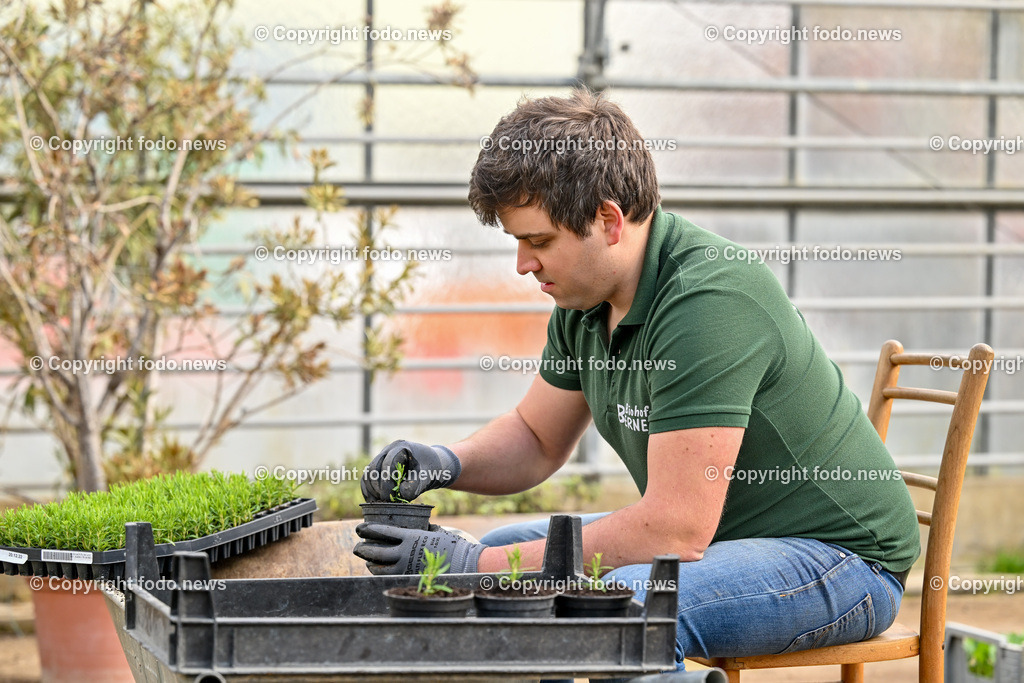 Biohof Berner_ Pupping_ 28.02.2023-11 | 28.02.2023, Pupping, AUT, Biohof Berner, im Bild André Berner (Biobauer) beim pflanzen von Rosmarienstecklingen