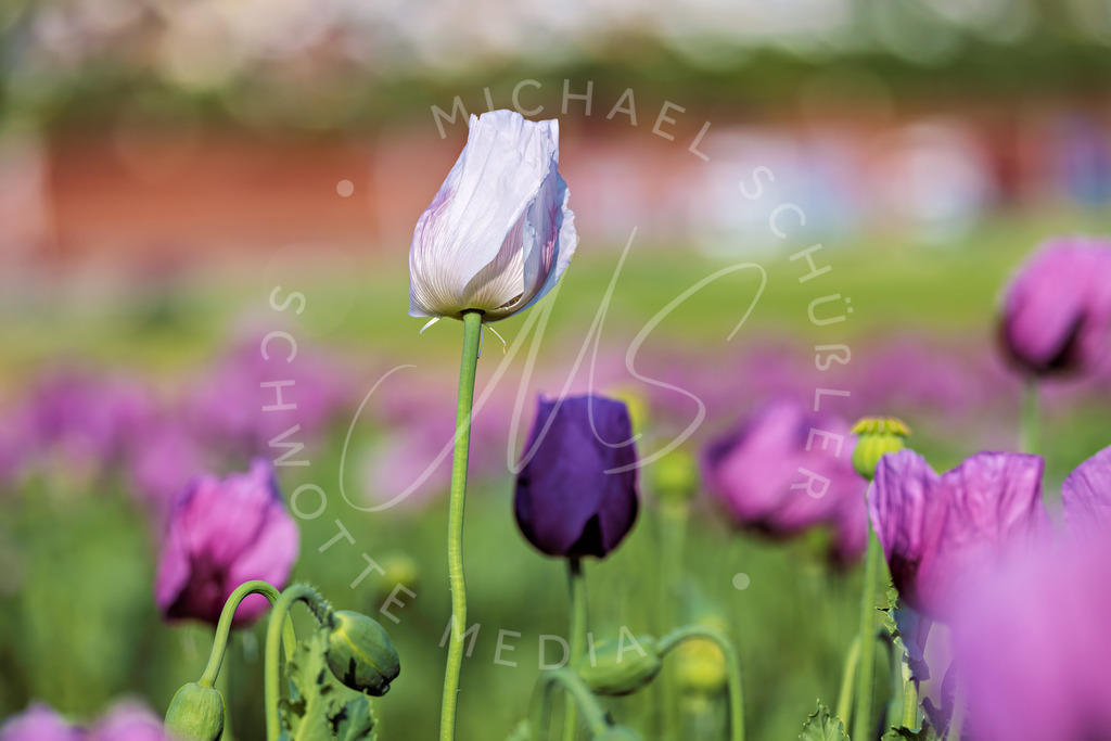 2025-05-20 2025-05-20 Erlenbacher Oelmuehle Mohnblumen 086 | Schwotte Media - Realisiert mit Pictrs.com