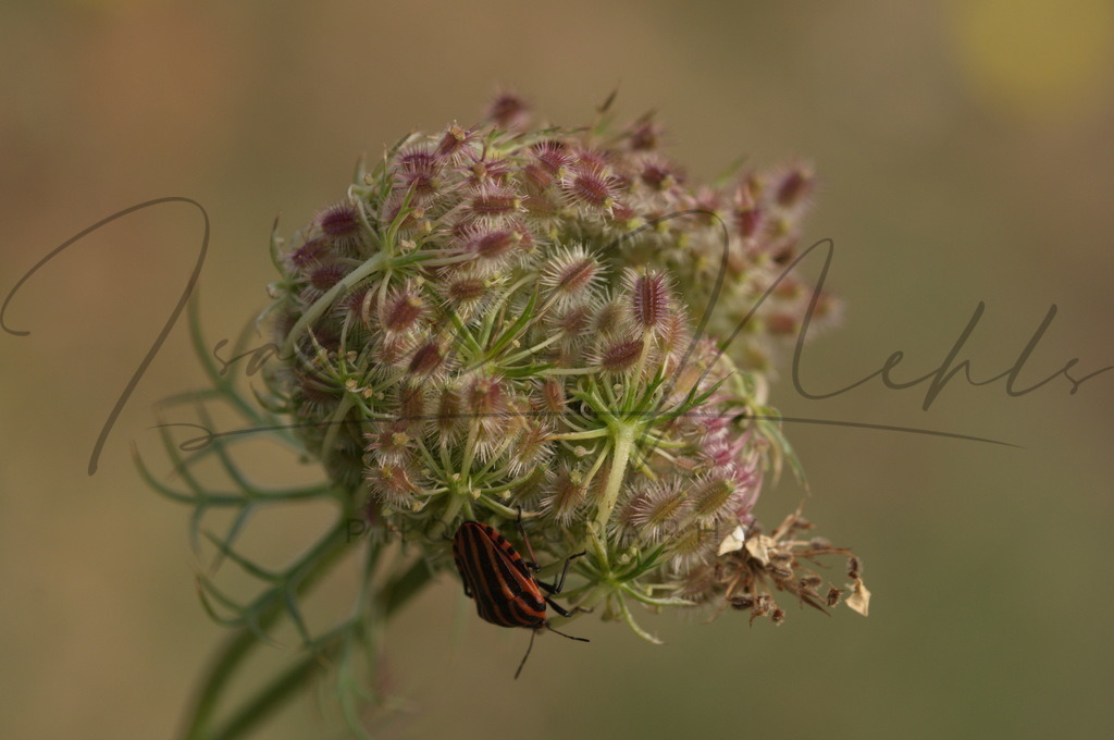 011_Blume | i-n-photography - Realisiert mit Pictrs.com