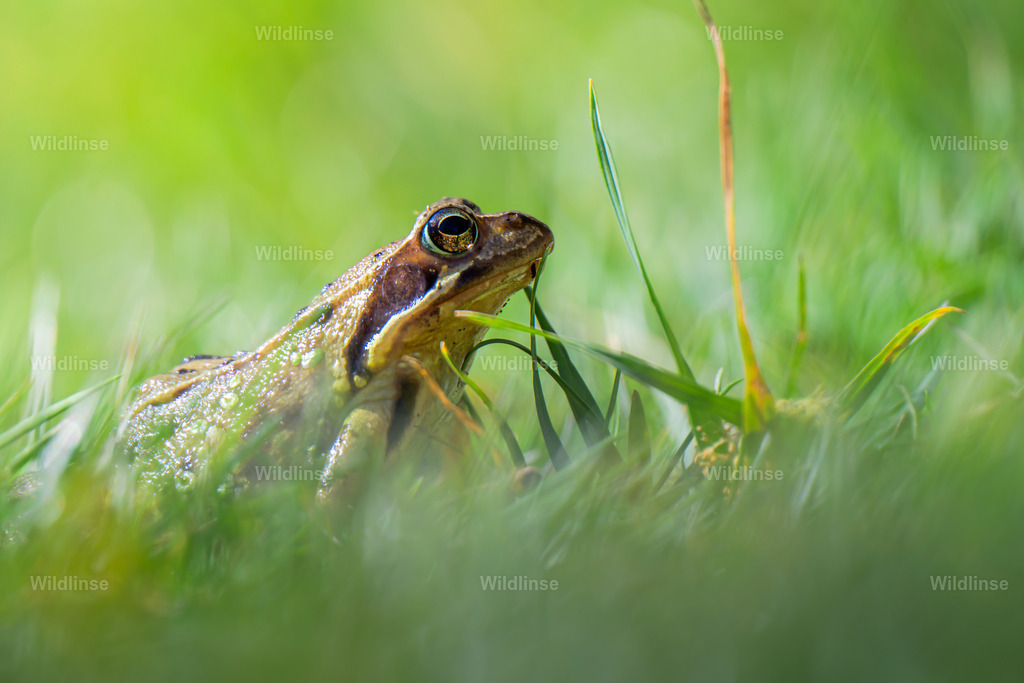 Wildlinse-250412-1 | Willkommen bei Wildlinse. Wildtierfotografien aus Schleswig-Holstein: Entdecke einzigartige Fine-Art-Prints und Poster, die Ruhe, Wildnis und die Schönheit unserer heimischen Tierwelt in dein Zuhause bringen. - Realisiert mit Pictrs.com