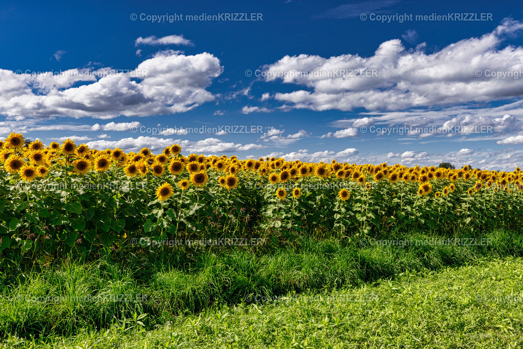 _J3A9918 | medienkrizzler - Realisiert mit Pictrs.com