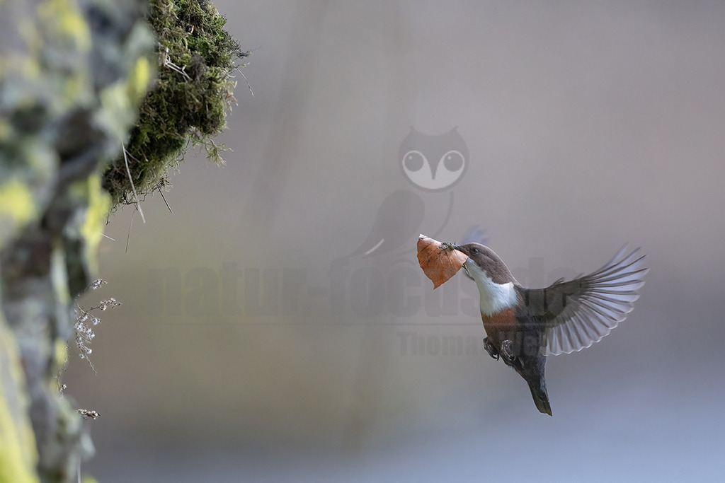 R6NF2195_20260228 | Eine Wasseramsel (Cinclus cinclus) ist im Flug festgehalten, während sie ein großes, trockenes, braunes Blatt in ihrem Schnabel transportiert. Sie fliegt von rechts nach links, ihre Flügel sind weit ausgebreitet und zeigen die helleren Unterseiten der Schwungfedern. Im linken Bildbereich ist ein moosbewachsener Felsen oder Ast zu erkennen, der möglicherweise das Ziel des Vogels ist, um Nistmaterial zu sammeln. Die Interaktion besteht im Transport von Nistmaterial. - Realisiert mit Pictrs.com