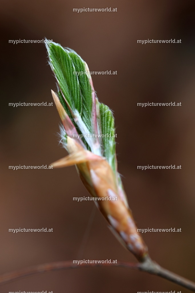 Rotbuche-012 | Das Bilderarchiv über Tiere, Planzen und Landschaften. In der Bilddatenbank finden Sie ein große Auswahl an hochwertigen Bilder für Ihre Werbung - Realisiert mit Pictrs.com