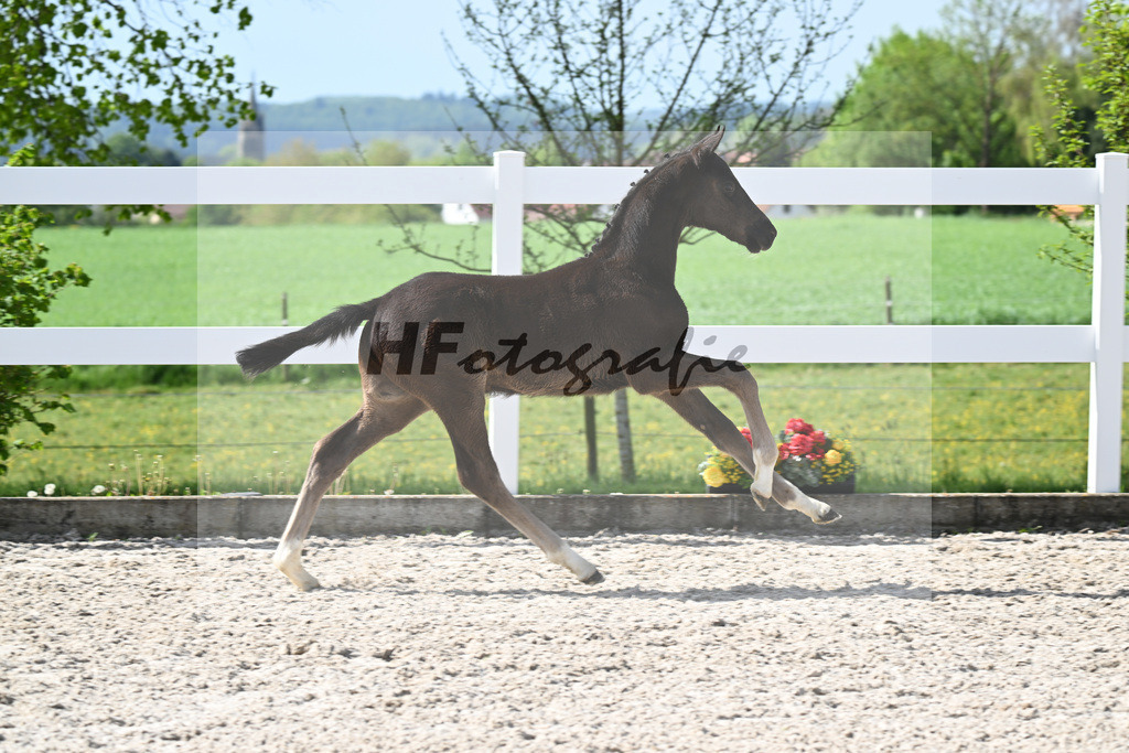 Kat-Nr. 39 HF Sebastino PS x Fuerstano_Heilemann_23260261 | hf-fotografie - Realisiert mit Pictrs.com