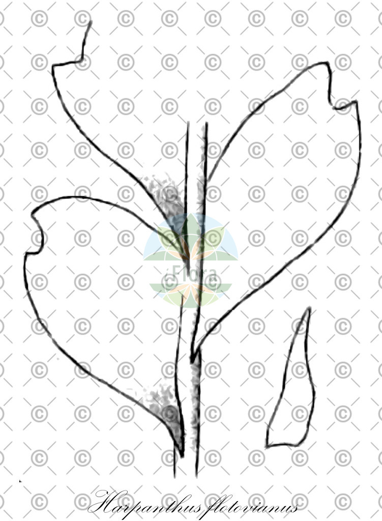 HistAbb_wfo-0001050107_1_ENZY_Simple | Historische Abbildung von Harpanthus flotovianus - Harpanthaceae | Historical Illustration of Harpanthus flotovianus - Harpanthaceae