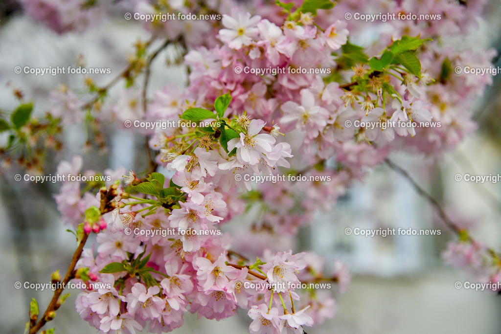 Frühling_ Blumen_ Bäume_ 06.04.2026-1 | 06.04.2026, Linz, AUT, Themenbild, im Bild Fruehling, Baeume, Kirschblüten, Zierkirsche, Blüten, Blueten, Baum, Bäume, Baeume,  Ziergehoelz, rosa, weiss, rosa Blüten, weiß-rosa Blüten, Frühlingsblumen, Frühling, Blütenknospen, Blühender Baum, Zierbaum, Gartenpflanze, Naturfotografie, Pflanzenfotografie, Nahaufnahme, Zweige, Knospen, Blütenpracht, botanisch, Frühjahrsblüte, Symbolbild, Feature