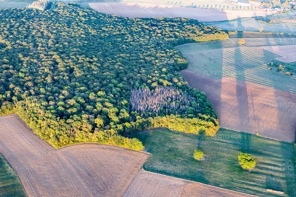 Aerial view: Forests in Chaouilley in the state Meurthe et Moselle, France. – Photo: IMG_117954.jpg taken on 09/14/2019 by Werner Riehm/FLY-FOTO.com – Resolution of the original: 5472 x 3648 px