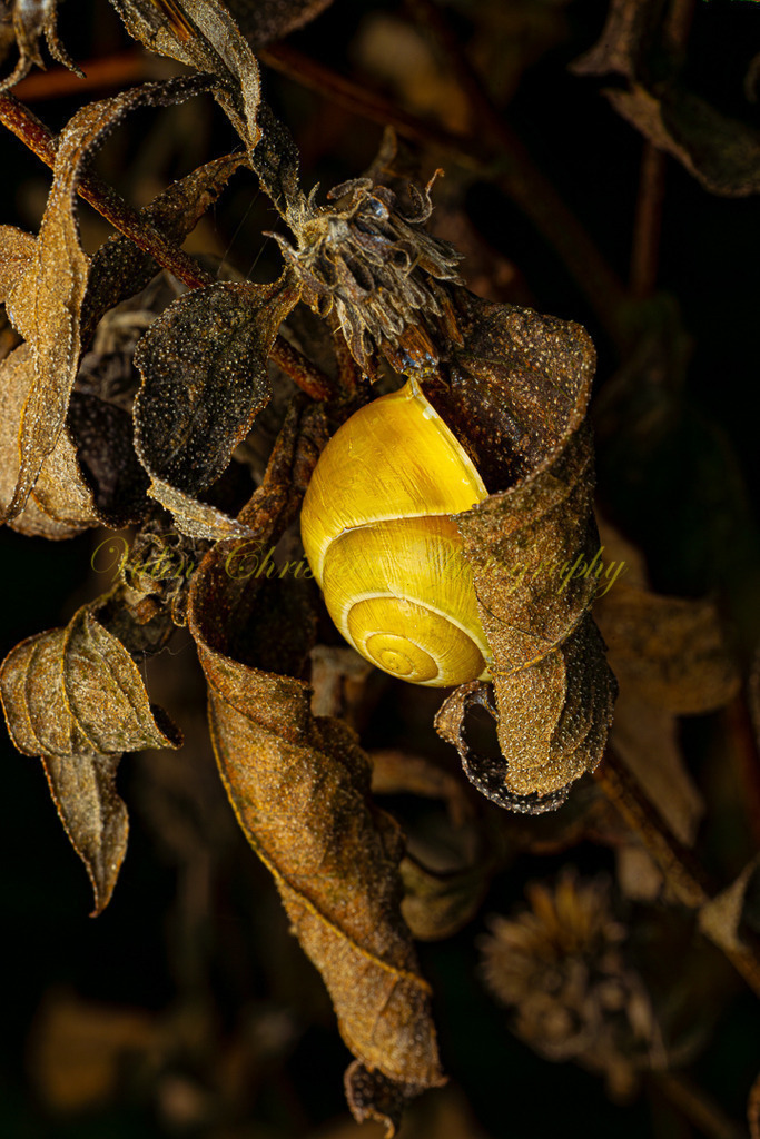 P 2 | Christian Vulin  - Realisiert mit Pictrs.com