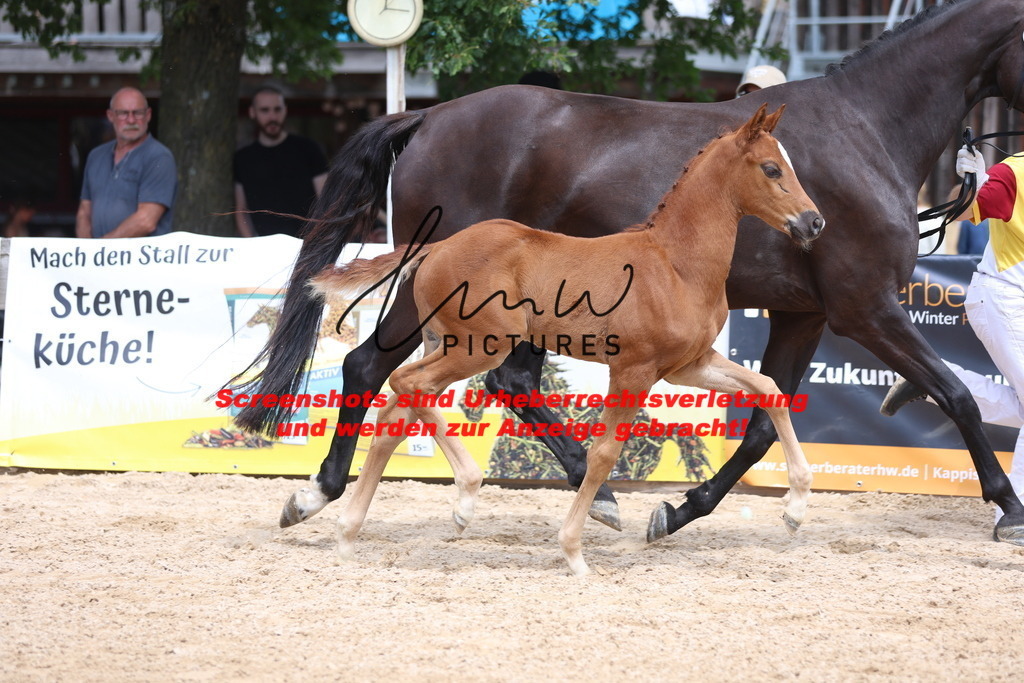 Fohlenschau_Schwäbisch_Hall_dressurbetonte_Fohlen_Goldring_KN 4_4 | lmwpictures - Realisiert mit Pictrs.com